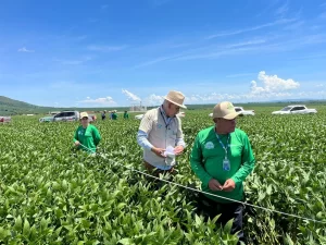 Leia mais sobre o artigo Levantamento da Expedição Safra Goiás indica diminuição de 3 milhões de toneladas de soja no estado