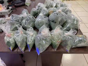 Leia mais sobre o artigo Laboratório para monitoramento da ferrugem asiática retorna a funcionar nesta terça-feira (12/12)