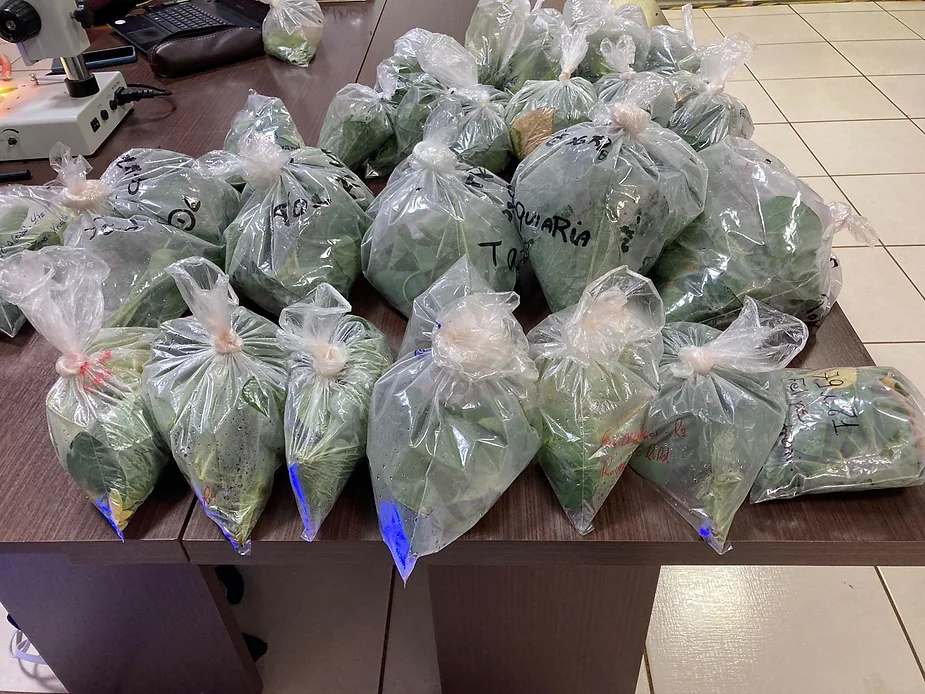 Leia mais sobre o artigo Laboratório para monitoramento da ferrugem asiática retorna a funcionar nesta terça-feira (12/12)