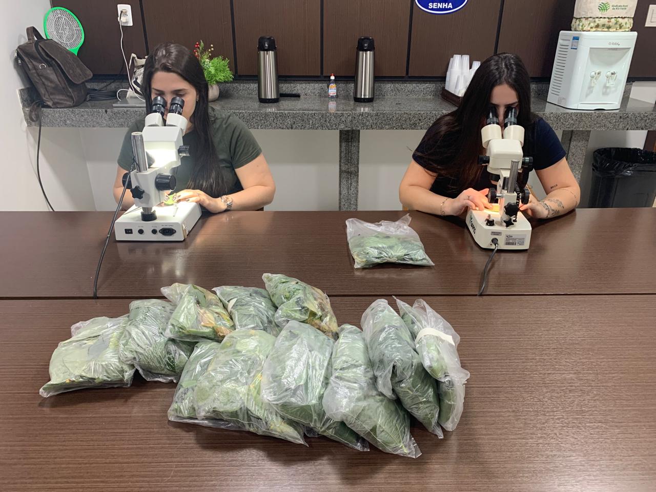 Leia mais sobre o artigo LABORATÓRIO DO SINDICATO RURAL DE RIO VERDE REFORÇA PAPEL ESTRATÉGICO NO MONITORAMENTO DA FERRUGEM ASIÁTICA DA SOJA