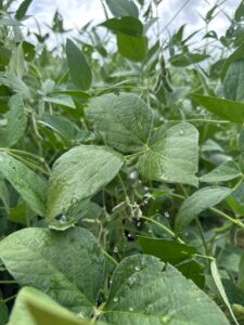 Leia mais sobre o artigo CHUVAS INTENSAS EM JANEIRO DE 2026 EM RIO VERDE