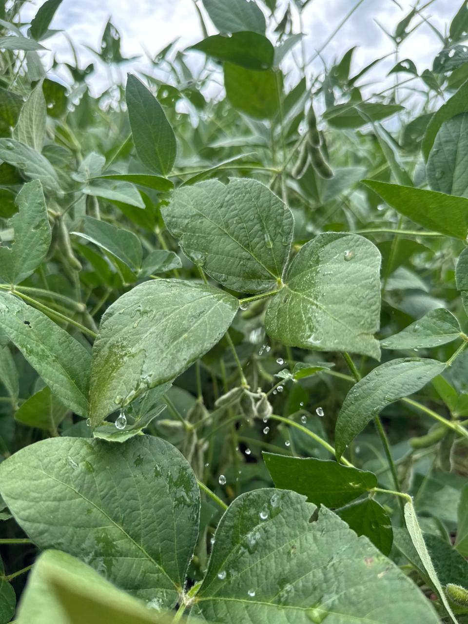 Leia mais sobre o artigo CHUVAS INTENSAS EM JANEIRO DE 2026 EM RIO VERDE