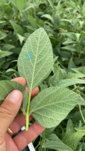 Leia mais sobre o artigo MOSCA-BRANCA EXIGE MONITORAMENTO CONSTANTE NAS LAVOURAS DA REGIÃO