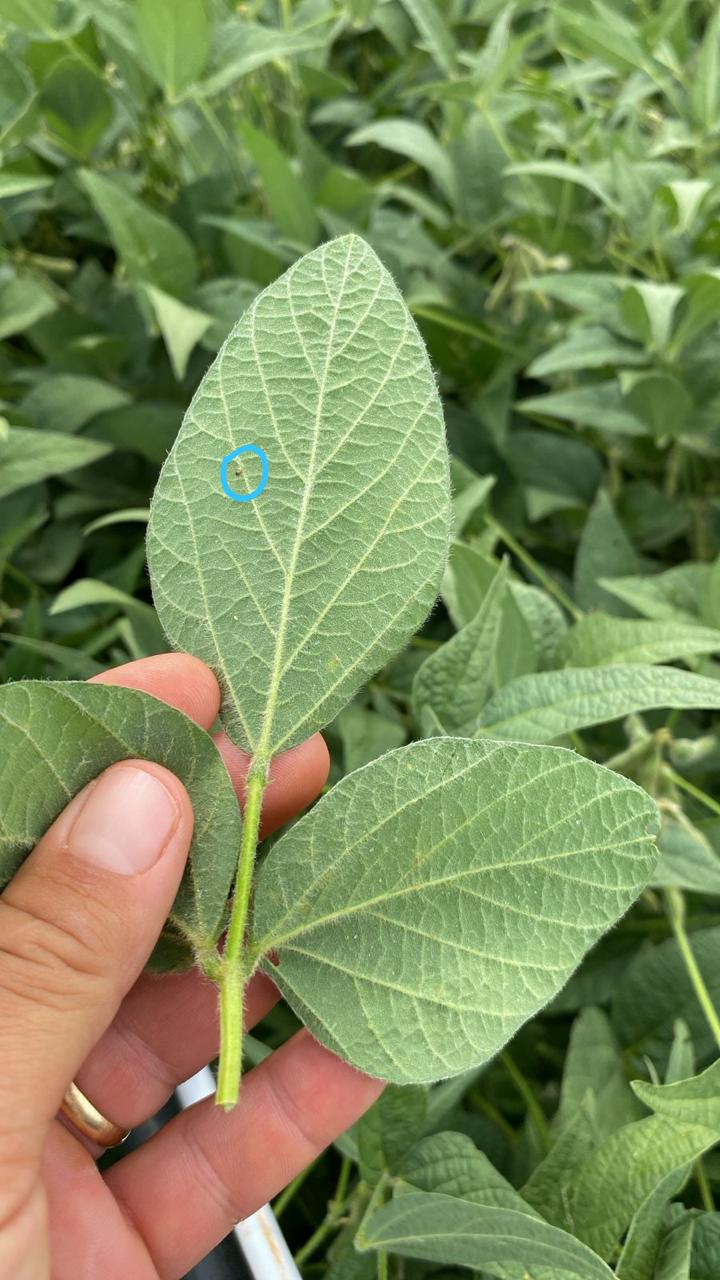 Leia mais sobre o artigo MOSCA-BRANCA EXIGE MONITORAMENTO CONSTANTE NAS LAVOURAS DA REGIÃO